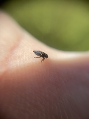 Oncopsis flavicollis