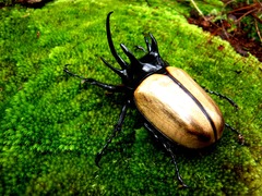Eupatorus gracilicornis