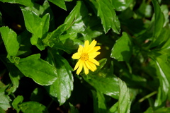 Asteraceae