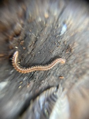 Craspedosomatidae