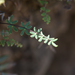 Pellaea ternifolia - Photo (c) jorge_bourges, osa oikeuksista pidätetään (CC BY-NC), uploaded by jorge_bourges