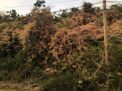 Congea tomentosa