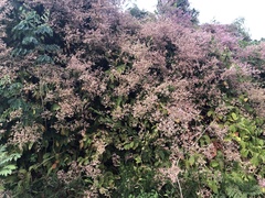 Congea tomentosa