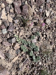 Astragalus infractus