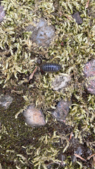 Armadillidium vulgare