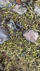 Armadillidium vulgare