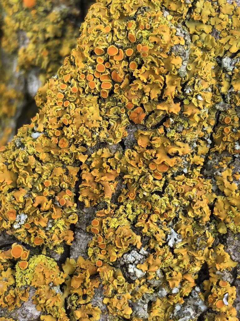 Hooded Sunburst Lichen (Fungi of Pinery Provincial Park) · iNaturalist