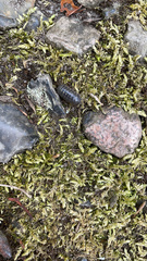 Armadillidium vulgare