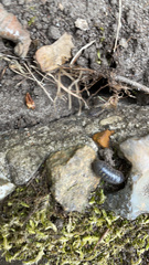 Armadillidium vulgare