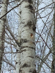 Sphyrapicus varius image