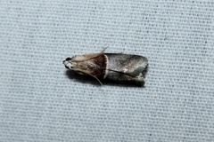 Acrobasis demotella