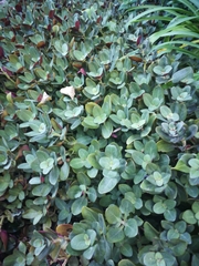 Crassula multicava multicava