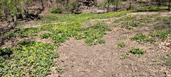 Ficaria verna