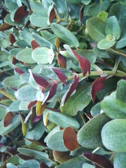 Crassula multicava multicava