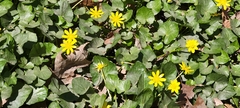 Ficaria verna