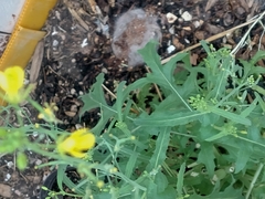 Brassica rapa nipposinica