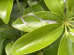 Liriomyza schmidti