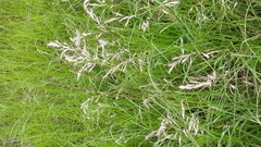 Bromus