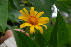 Asteraceae