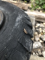 Melanoplus punctulatus