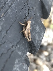 Melanoplus punctulatus