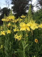 Oenothera rhombipetala