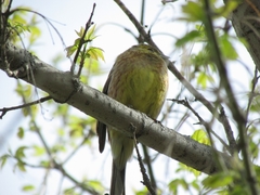 Emberiza citrinella