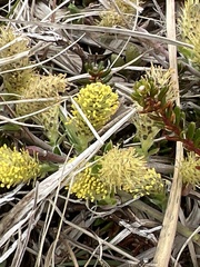 Salix herbacea