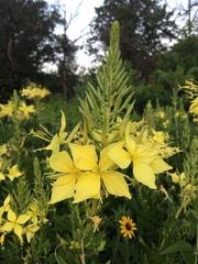 Oenothera rhombipetala