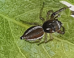 Icius hamatus