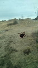 Dermacentor reticulatus