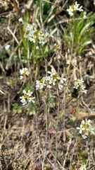 Arabidopsis suecica