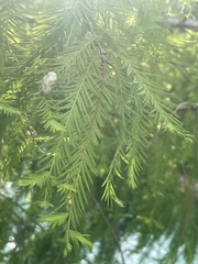 Taxodiomyia cupressiananassa
