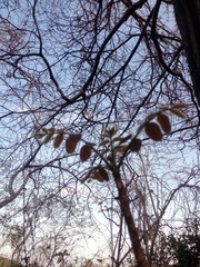 Comocladia