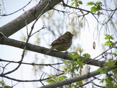 Emberiza citrinella