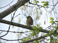 Emberiza citrinella