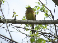 Emberiza citrinella