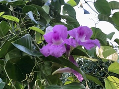 Bignonia corymbosa