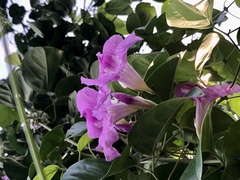 Bignonia corymbosa
