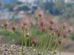 Pulsatilla grandis
