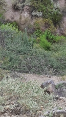 Trichocereus bridgesii