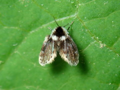 Lepiseodina conspicua