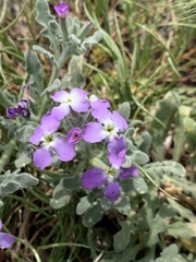 Matthiola tricuspidata