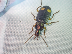 Chlaenius tetragonoderus