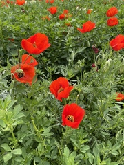 Papaver pavoninum