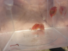 Cyzicus californicus
