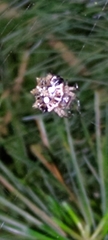 Thelacantha brevispina