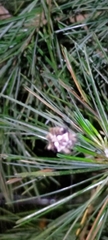 Thelacantha brevispina