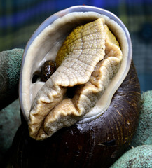 Plekocheilus gibbonius