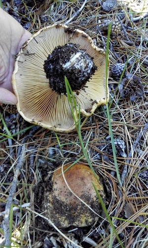 iNaturalist observation photo of Webcaps